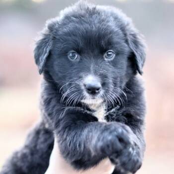 Rescue Mixed Breed Dogs for Adoption in Stormville, New York - CT Alexa Avail Nov 29 | PetCurious