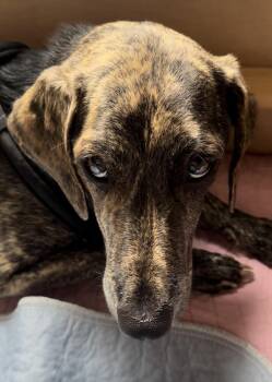 Hound Dogs Available for Adoption in Waunakee, Wisconsin - Princess Storm | PetCurious