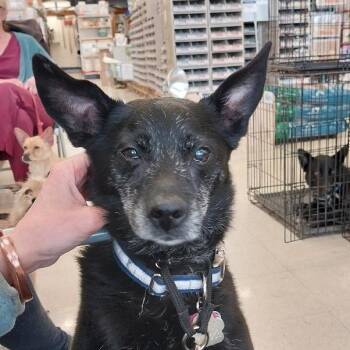 Schipperke Dogs Available for Adoption - Roger | PetCurious