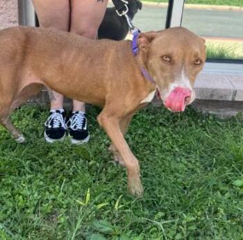 LEYLA -  American Staffordshire Terrier Dog for Adoption in San Antonio, Texas - LEYLA | PetCurious