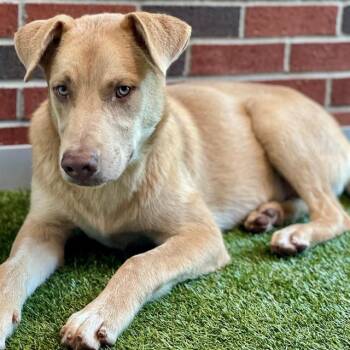 STU -  Mixed Breed Dog for Adoption in Edmond, Oklahoma - STU | PetCurious
