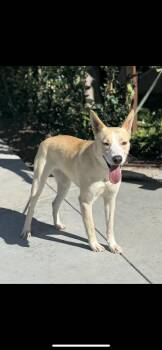 Autumn -  Husky and Whippet Dog for Adoption in New Haven, Connecticut - Autumn | PetCurious