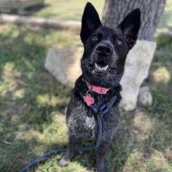 Vannah -  Australian Cattle Dog Blue Heeler Dog for Adoption in Center Point, Texas - Vannah | PetCurious