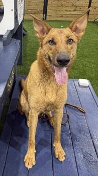 Maple -  German Shepherd Dog and Belgian Shepherd Malinois Dog for Adoption in New Braunfels, Texas - Maple | PetCurious