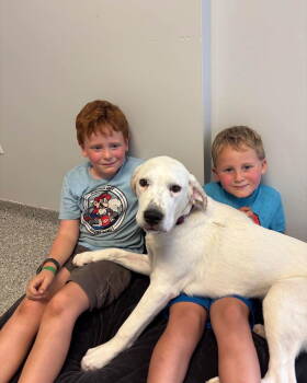 Rescue Hound Dogs for Adoption in Holland, Michigan - Quill & Bill | PetCurious