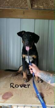 Rover Ralph -  German Shepherd Dog Dog for Adoption in Aurora, Indiana - Rover Ralph | PetCurious