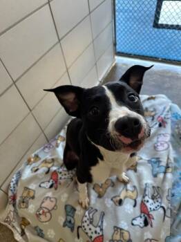 Rescue Labrador Retriever Dogs for Adoption in Bossier City, Louisiana - Stefan | PetCurious