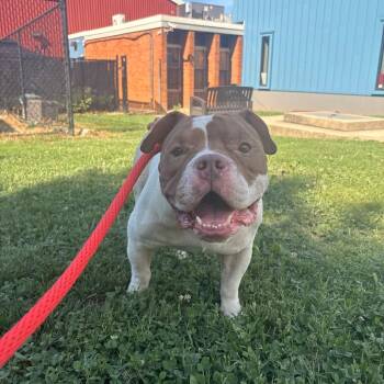 Gordon -  English Bulldog and Mixed Breed Dog for Adoption in Philadelphia, Pennsylvania - Gordon | PetCurious