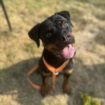 Josephine -  Rottweiler Dog for Adoption in Fort Smith, Arkansas - Josephine | PetCurious