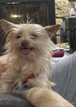 West Highland White Terrier Westie and Yorkshire Terrier Dogs Available for Adoption in Shawnee, Oklahoma - Little Bit | PetCurious
