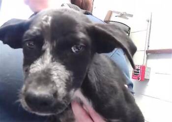KADEN -  Pit Bull Terrier and Mixed Breed Dog Available for Adoption in Tulsa, Oklahoma - KADEN | PetCurious