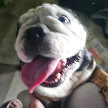 English Bulldog Dogs Available for Adoption in Mount Vernon, Arkansas - Chloe Tizz | PetCurious