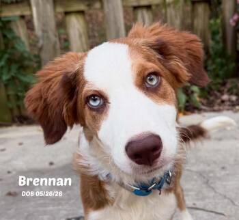 Brennan -  Border Collie Dog for Adoption in Seymour, Indiana - Brennan | PetCurious