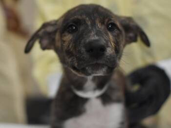 Odette -  Pit Bull Terrier and Anatolian Shepherd Dog for Adoption in Portland, Oregon - Odette | PetCurious
