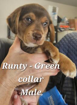 Runty -  Hound Dog for Adoption in Cushing, Oklahoma - Runty | PetCurious