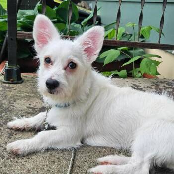 Zay -  Terrier and Mixed Breed Dog for Adoption in Alma, Wisconsin - Zay | PetCurious