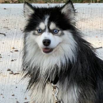 Stevie -  Pomeranian and Husky Dog for Adoption in Kansas City, Missouri - Stevie | PetCurious