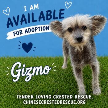 Chinese Crested Dog Dogs Available for Adoption in Houston, Texas - Gizmo | PetCurious