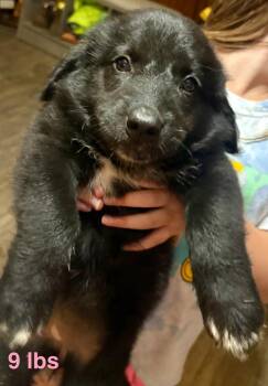 Cyr / Felicity -  Labrador Retriever and Mixed Breed Dog for Adoption in Broomfield, Colorado - Cyr / Felicity | PetCurious