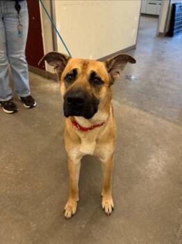Shepherd and Mixed Breed Dogs Available for Adoption - Charlie | PetCurious