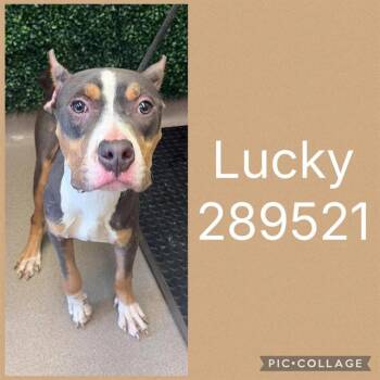 LUCKY -  Pit Bull Terrier and Mixed Breed Dog for Adoption in Macon, Georgia - LUCKY | PetCurious