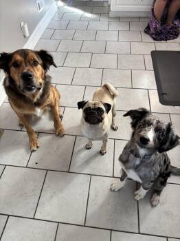 Cloud -  Australian Shepherd Dog for Adoption in Tonawanda, New York - Cloud | PetCurious