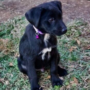 Rescue Border Collie Dogs for Adoption in Delta, Alabama - Bolt | PetCurious