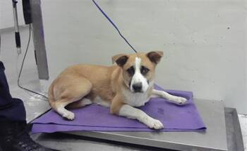 Labrador Retriever and Mixed Breed Dogs Available for Adoption in Houston, Texas - MARIANO | PetCurious