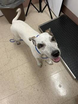 COOKIE CRISP -  Australian Cattle Dog Blue Heeler and Mixed Breed Dog for Adoption in Killeen, Texas - COOKIE CRISP | PetCurious