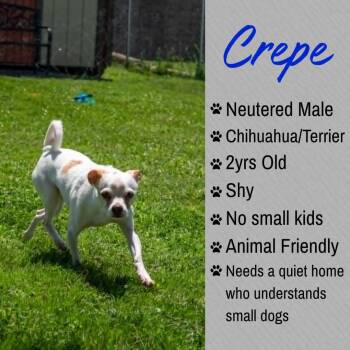 Crepe -  Chihuahua and Terrier Dog for Adoption in Junction City, Kansas - Crepe | PetCurious