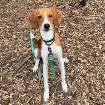Ozzy (Huk) -  Beagle and Mixed Breed Dog for Adoption in Briarcliff Manor, New York - Ozzy (Huk) | PetCurious
