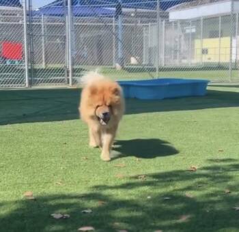 Arnold Palmer Chow -  Chow Chow Dog for Adoption in Manhattan Beach, California - Arnold Palmer Chow | PetCurious