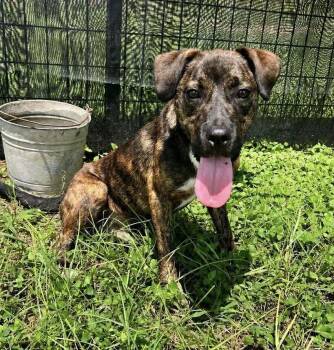 Jake -  Mixed Breed Dog for Adoption in Scott, Louisiana - Jake | PetCurious