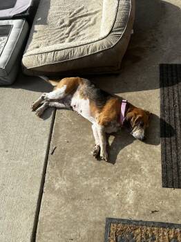 Beagle and Basset Hound Dogs Available for Adoption - Bonnie Blue | PetCurious