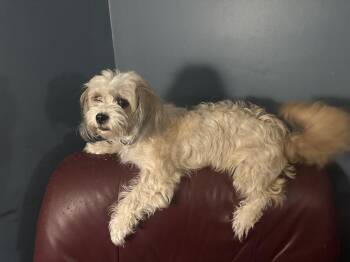 Shih Tzu and Poodle Dogs Available for Adoption in Chattanooga, Tennessee - Ella | PetCurious