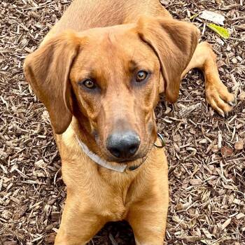 Rescue Redbone Coonhound and Mixed Breed Dogs for Adoption in Riverwoods, Illinois - Caviar | PetCurious