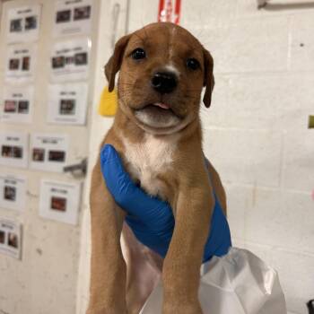 Boo -  Mixed Breed Dog for Adoption in Edinburg, Texas - Boo | PetCurious