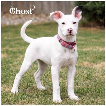 Terrier Dogs Available for Adoption in Sioux Falls, South Dakota - Ghost | PetCurious