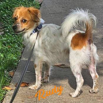 Rudy #love-magnet -  Cavalier King Charles Spaniel and Shetland Sheepdog Sheltie Dog for Adoption in Houston, Texas - Rudy #love-magnet | PetCurious