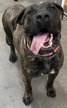 REMY -  Presa Canario Dog for Adoption - REMY | PetCurious