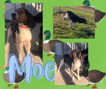 Rescue Hound Dogs for Adoption in Hopkinsville, Kentucky - Moe | PetCurious