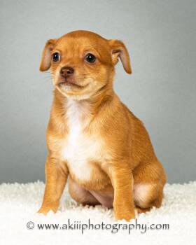 Daisy - Puppy - Coming Late August -  Chihuahua Dog for Adoption in Plano, Texas - Daisy - Puppy - Coming Late August | PetCurious