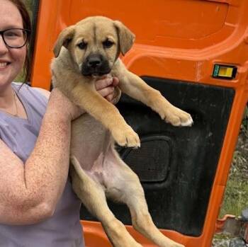 Charlotte -  Shepherd Dog for Adoption in Woodstock, Ontario - Charlotte | PetCurious