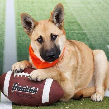 German Shepherd Dog and Mixed Breed Dogs Available for Adoption - FWT Sassy | PetCurious