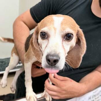 Beagle Dogs Available for Adoption in Chino Hills, California - Yoko Ono - Chino Hills Location | PetCurious