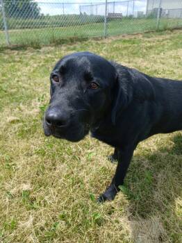 Bear -  Black Labrador Retriever Dog for Adoption in Ladysmith, Wisconsin - Bear | PetCurious