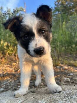 Old Fashioned -  Shepherd Dog for Adoption in Spokane, Washington - Old Fashioned | PetCurious