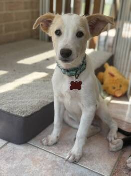 Rescue Border Collie and Rat Terrier Dogs for Adoption in Washington, District Of Columbia - Pup Cats | PetCurious