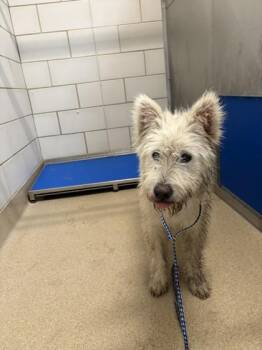 West Highland White Terrier Westie and Schnauzer Dogs Available for Adoption in North Richland Hills, Texas - Spotchka | PetCurious