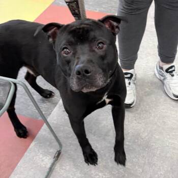 Mixed Breed Dogs Available for Adoption in Philadelphia, Pennsylvania - Gummy Bear | PetCurious
